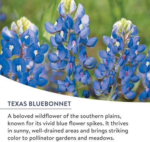 Burpee American Wild Wildflower Seeds | 25,000 Bulk Seeds, Multi, 1 Bag | 13 Varieties of Non-GMO Flower Seeds | Covers 1,000 Sq. Ft. | Grown in the USA - Image 2