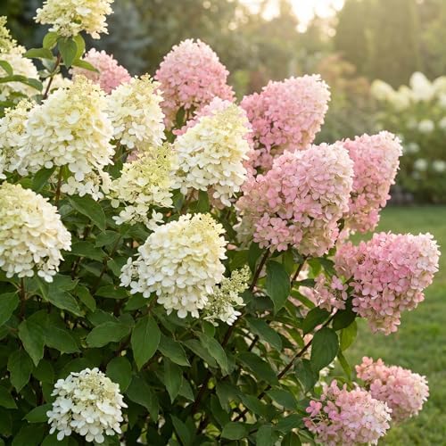 Pink Hydrangea Live Plant, Perennial Flowering Bush, 4-7'' Tall, 2.5'' Pot - Image 6