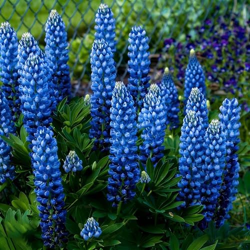 Texas Bluebonnet Seeds for Planting, 1007+pcs Perennial Lupinus Texensis Plants, Non-GMO Heirloom Cold Hardy Drought-Tolerant Wildflower Seeds Attracts Pollinators for Home Garden Outsides - Image 2