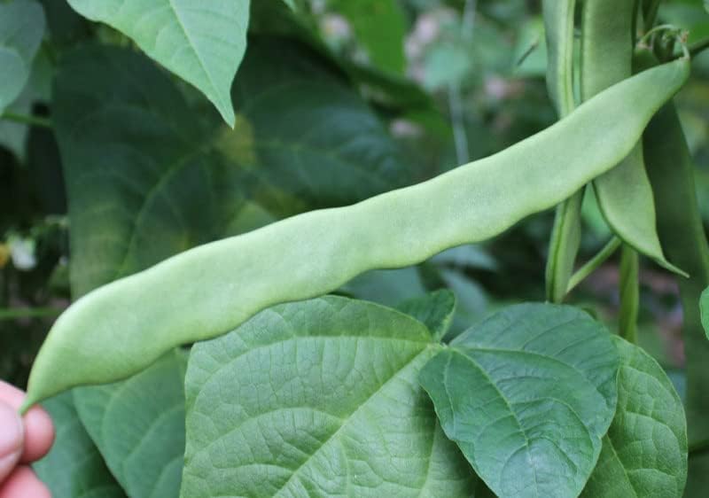 Bean Seeds for Planting Vegetables and Fruits. Pole Beans,Bush Beans,Romano Beans.Non GMO Garden Seeds for Home Vegetable Garden-Organic Stringless Heirloom Romano Green Pole Bean Seeds Helda-30ct+ by HipGirl