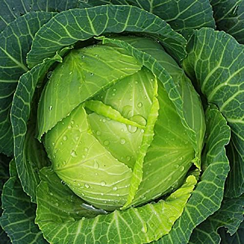Cabbage Seeds for Planting - Plant & Grow Heirloom Cabbage Varieties Home Outdoor Garden – Easy Grow Planting Packet Instructions Included, Great Gardening Gift – 5 Packets of Each Variety - Image 2
