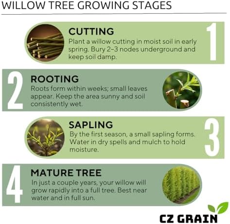 (One) Fastest Growing Tree in The World - Ready to Plant - One Live Aussie Hybrid Willow Tree Rooted Cut - Great for Fast Shade - 10 feet in First Year - Austree Hybrid Willow Privacy Tree - Image 6