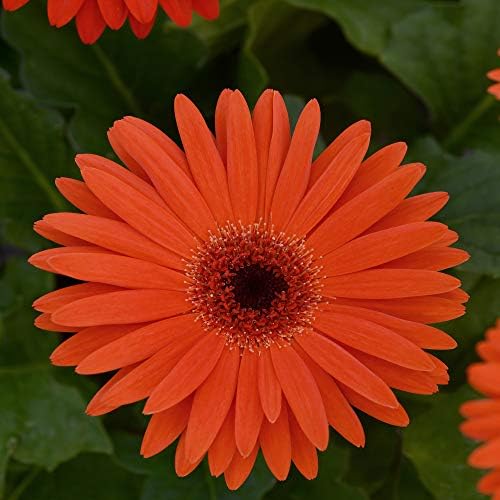 Outsidepride Pastel Orange Gerbera Seeds - 10 Pcs Perennial, Compact & Low Maintenance, Flower Seeds for Planting w/Vibrant Orange Blooms, Ideal for Garden Landscaping & Cut Flower Arrangements by Outsidepride