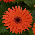 Outsidepride Pastel Orange Gerbera Seeds - 10 Pcs Perennial, Compact & Low Maintenance, Flower Seeds for Planting w/Vibrant Orange Blooms, Ideal for Garden Landscaping & Cut Flower Arrangements by Outsidepride