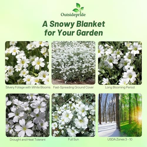 Outsidepride Snow in Summer Seeds - 5000 Pcs. Perennial, Drought-Tolerant & Easy to Grow, Ground Cover Seeds for Planting Silver Foliaged, White Blooms, Great for Rock Gardens, and Dry Landscapes - Image 2
