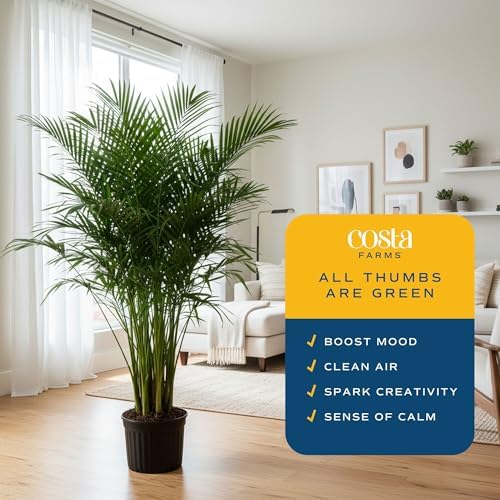 Costa Farms Cat Palm, Live Indoor Plant, Tropical Decor, Air Purifying - Image 4