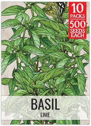 Seed Needs Lime Basil Seeds to Plant an Herb Garden - 10 Packs by SeedNeeds