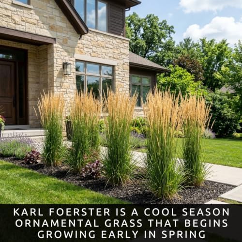 Karl Foerster Feather Reed Grass Calamagrostis Live Starter Plugs, 3 Pack - Image 5