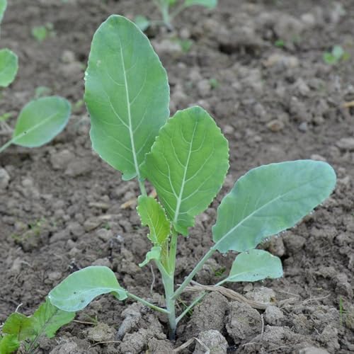 Seed Needs Purple Sicily Cauliflower Seeds to Plant Heirloom 1 Pack - Image 5