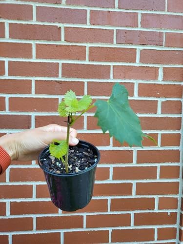 Muscadine Grape Vine - Vitis rotundifolia - Live Plant - Vigorous Grapevine Plants - Ideal for Gardening in Patio and Garden 8" Tall Above Soil in 4" Pot – Hardy Fruit Vine - Green Fruit - Image 2
