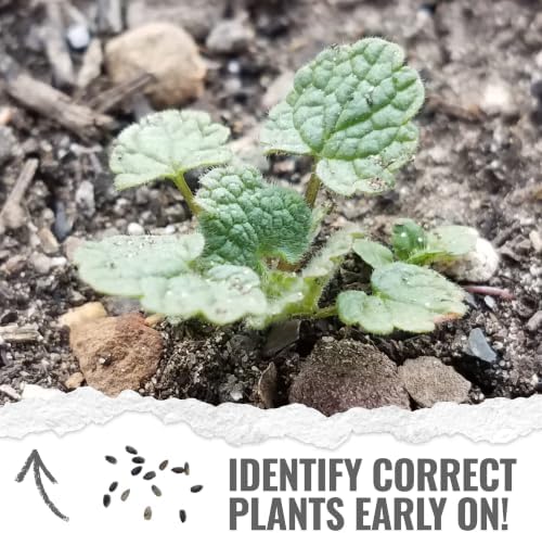 Seed Needs Horehound Seeds to Plant an Herb Garden - 10 Packs - Image 5