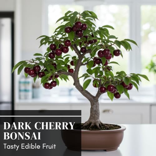 Black Cherry Bonsai Tree for Growing - 1 Year Seedling - Ready to Plant (1 Seedling) - Image 5
