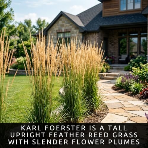 Karl Foerster Feather Reed Grass Calamagrostis Live Starter Plugs, 3 Pack - Image 2