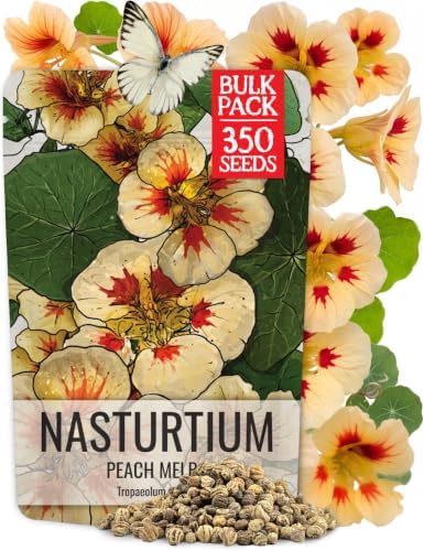 Seed Needs Nasturtium Seeds Peach Melba 350 Flower Seeds Heirloom Bulk Pack by SeedNeeds
