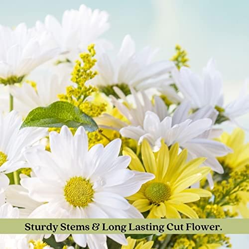 Clovers Garden Coreopsis Moonbeam (Tickseed) Plants – Two (2) Live Plants – Non-GMO - Not Seeds - Each 4" to 8" Tall – in 4" Inch Pots – Hardy Flowering Perennial, Pollinator Favorite - Image 6