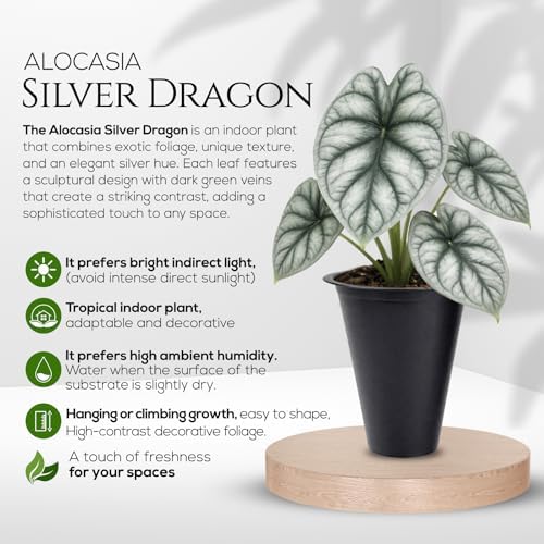 Alocasia Silver Dragon (4 Pack) Live Plant,Rare Indoor Alocasia,Silver Foliage Elephant Ear Plant,Tropical Houseplant Live, Starter Size Alocasia Plant,Houseplant for Home Decor and Indoor Growing - Image 2