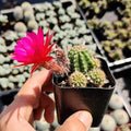 Live Succulent Cactus Plants from USKC (2" Pot) (Chamaelobivia 'Rose Quartz' Peanut Cactus) by FOLIAGEMS