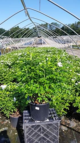 Rosa rugosa 'Alba' (White Rugosa Rosa) Rose, white flowers, #3 - Size Container - Image 4