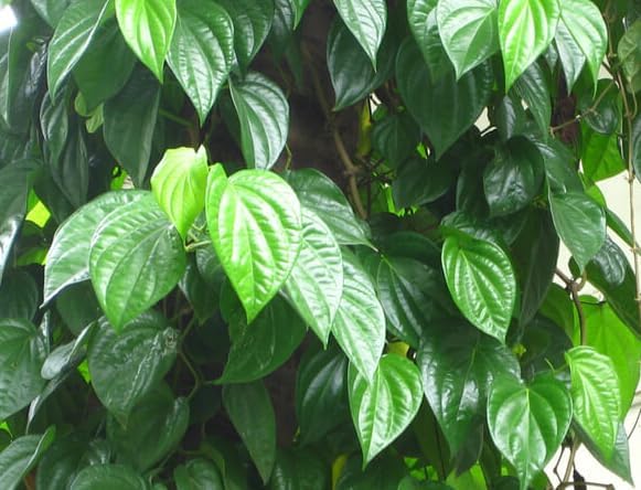 Paan Vine Piper Betel Plant Climbing Betel Vines 6-12 Inch Tall 4 Inch Pot, No Ship CA - Image 5