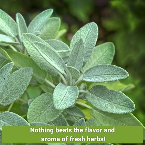 Sow Right Seeds - Perennial Herb Seed Collection for Planting Home Garden - Image 3