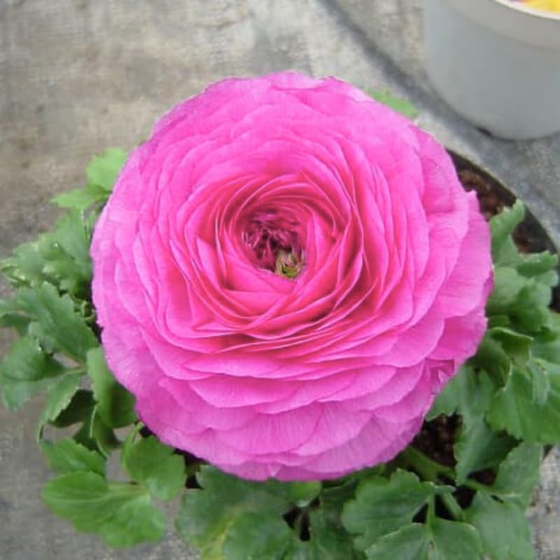 25 Pink Ranunculus Bulbs, Garden Flower Bulbs - Image 4