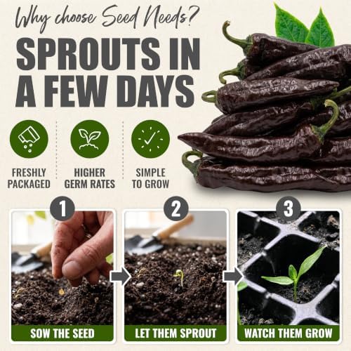 Seed Needs Pasilla Bajio Hot Pepper Seeds to Plant Vegetables - 5 Packs - Image 5