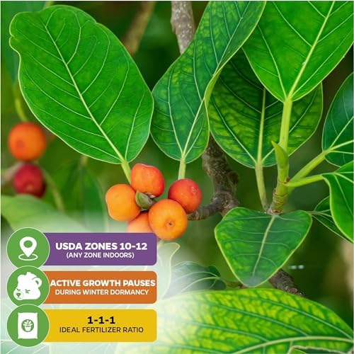 Audrey Fig (Banyan Tree) Live Plant - Ficus benghalensis by Wellspring Gardens - Easy-Care Ornamental Beauty, Perfect Sacred Starter Plant for Your Home & Garden Elegance - Image 5