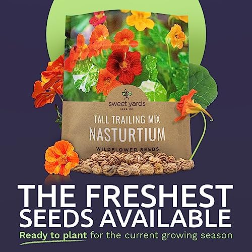 Nasturtium Seeds – Mixed Colors – Extra Large Packet – Over 200 Open Pollinated Non-GMO Flower Seeds – Tropaeolum majus - Image 2
