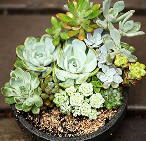 Mixed Colored Succulents Seeds Garden and Home Bonsai Flower Plant 200 Pcs Seeds - Image 2