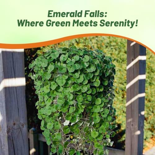 Outsidepride Perennial Dichondra Emerald Falls Seed - 15 Pcs Drought & Heat Tolerant, Low-Growing, Ground Cover Seeds for Planting Lush Green Ground Cover for Gardens, Pathways & Container Planting - Image 5