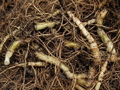 5 Wild Ginger Plants Bare Root Native Perennial Asarum Canadense (5 Roots) - Image 2
