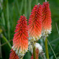 Votaniki High Roller Kniphofia Bare Root - Perennial, Vibrant Red and Yellow Flowers | Red Hot Poker - Perfect for Landscaping, Borders, and Containers (2 Pack) by Votaniki