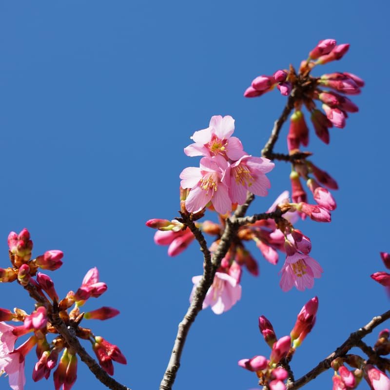 Okame Cherry Tree Live Plant - Image 5