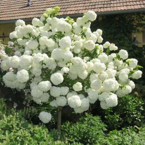 White Hydrangea Live Plant, 5-11 Inch Tall by PlantsSeedsBulbs