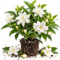 Frostproof Jasmine Vine Live Plant, Patio Container Flower, 4-7 Inches by UIOTER