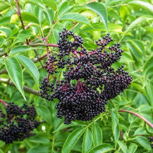 Wildwood Elderberry Shrub - 12-16" Tall Live Plant - Gallon Pot - Image 6