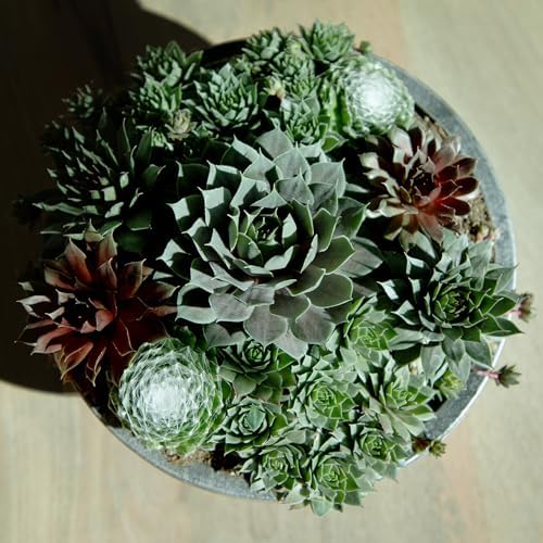 Altman Plants Non-Toxic Live Sempervivum Succulent Plant Gift in 8" Decorative Pot, Real Succulents to Grow, Easy Care Hens and Chicks, Hardy & Low-Maintenance Gift for Gardeners, Popular Houseplants - Image 2