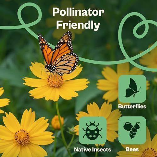 SVI 1000 Dwarf Lance Leaved Coreopsis Seeds (Coreopsis Lanceolata) - Lanceleaf Tickseed, Yellow Wildflower, Drought Tolerant Seed - Perennial Flower Seeds in Seed Packets for Outdoor Garden, Landscape - Image 4