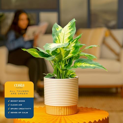 Costa Farms Dieffenbachia, Live Indoor Plant, Easy Care, Home Decor - Image 5