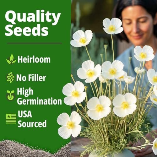 HOME GROWN Ivory Castle Poppy 2500 Flower Seeds Eschscholzia californica - Image 6
