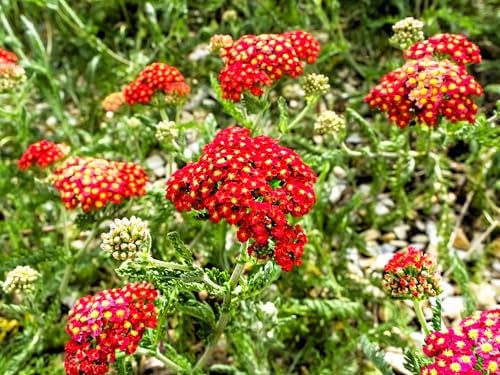 Greenwood Nursery: Live Perennial Plants - Achillea New Vintage Red Yarrow - [Qty: 10x Pint Pots] - (Click for Other Available Plants/Quantities) - Image 3
