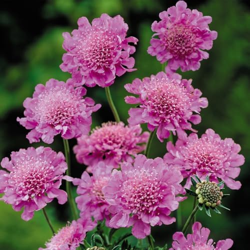 Pink Mist Pincushion Plants, 4-8 Inches Tall, Set of 4 by Unknown