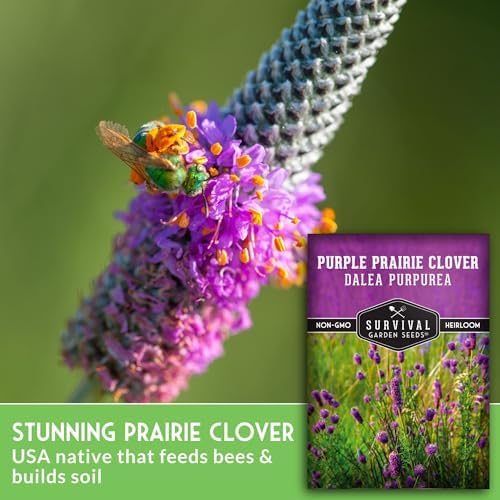 Purple Prairie Clover Seeds for Planting - 1 Pack - Image 3