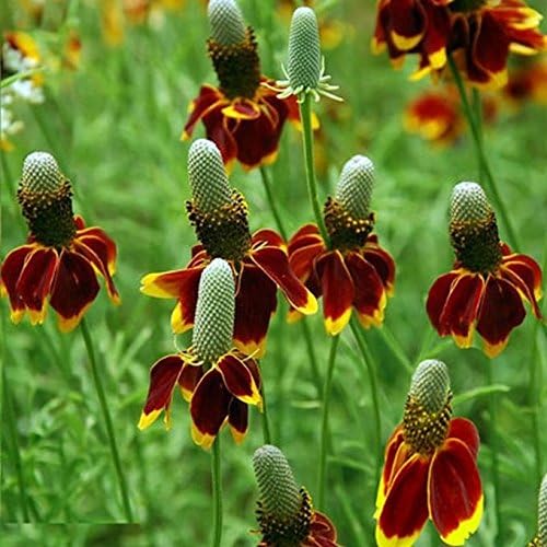 'Mexican Hat' - Bloom by the thousands! - Drought tolerant! Nature’s sombreros! (200 - Seeds) - Image 5