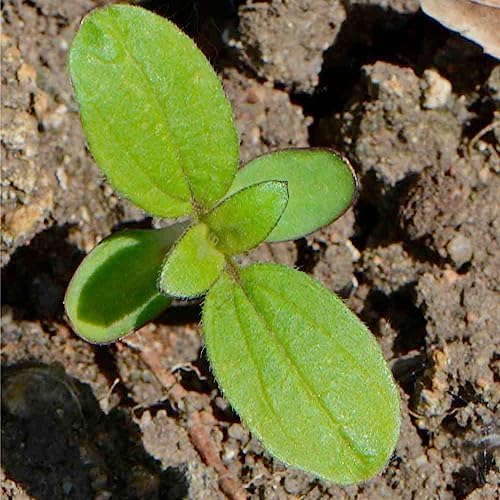 Seed Needs Italian White Sunflower Seeds to Plant Cut Flowers - 5 Packs - Image 5