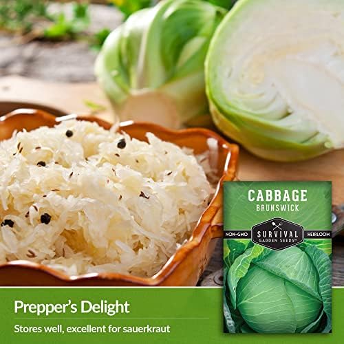 Brunswick Cabbage Seeds for Planting – Survival Garden Seeds (1 Pack) - Image 4