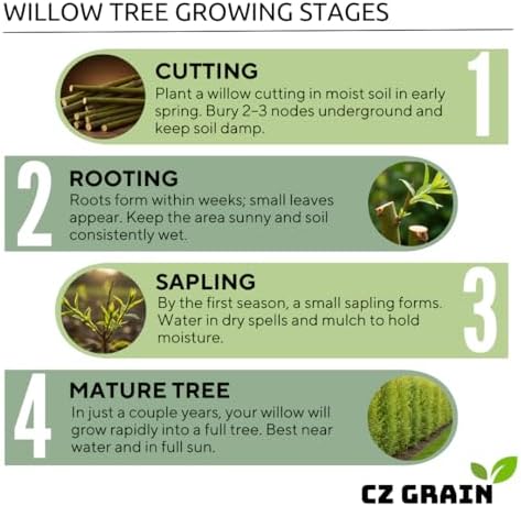 One White Willow Tree - Silver Leafs Shimmer in The Moon Light - One Cutting to Grow, Beautiful Outdoor Shade or Privacy Trees - Image 5