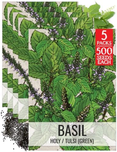 Seed Needs Holy Basil Seeds to Plant an Herb Garden - 5 Packs by SeedNeeds