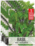 Seed Needs Holy Basil Seeds to Plant an Herb Garden - 5 Packs by SeedNeeds