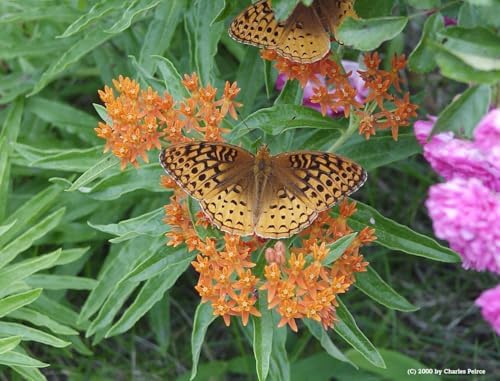 Butterfly Milkweed Live Plants, 4-8 Inches Tall, 4 Inch Pots, Set of 2 - Image 2